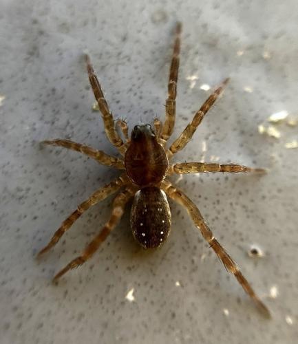 Réf. 316 688 : Piratula sp.